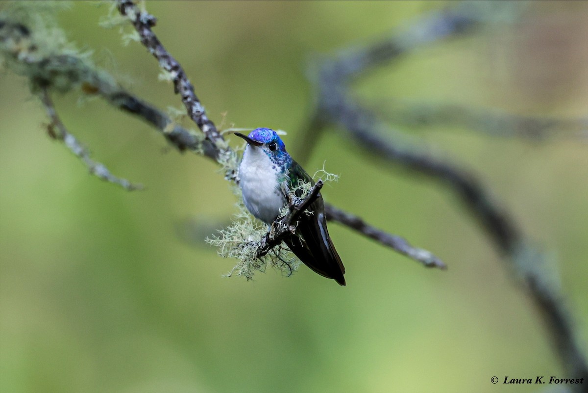 kolibřík andský - ML620886453