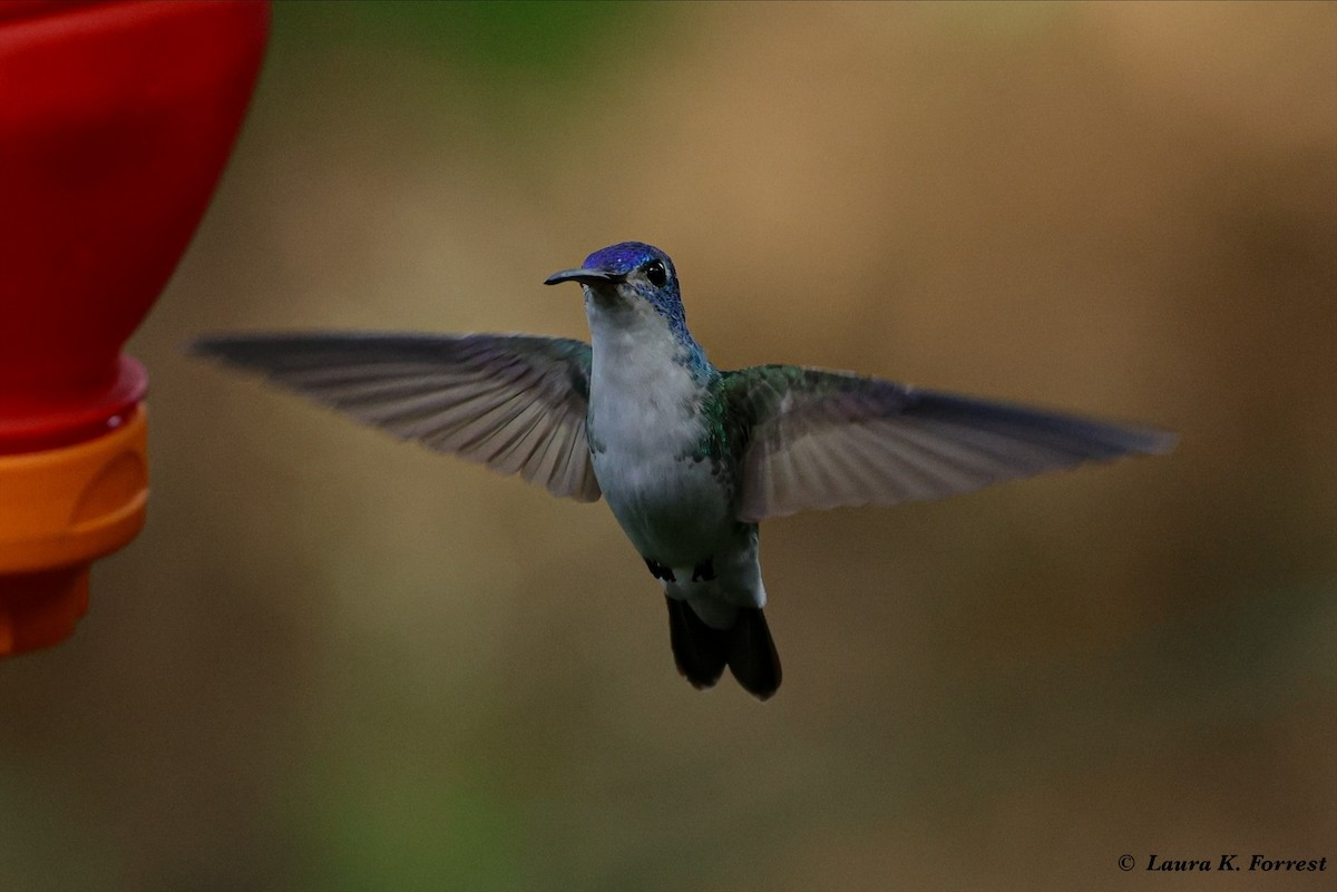 kolibřík andský - ML620886455