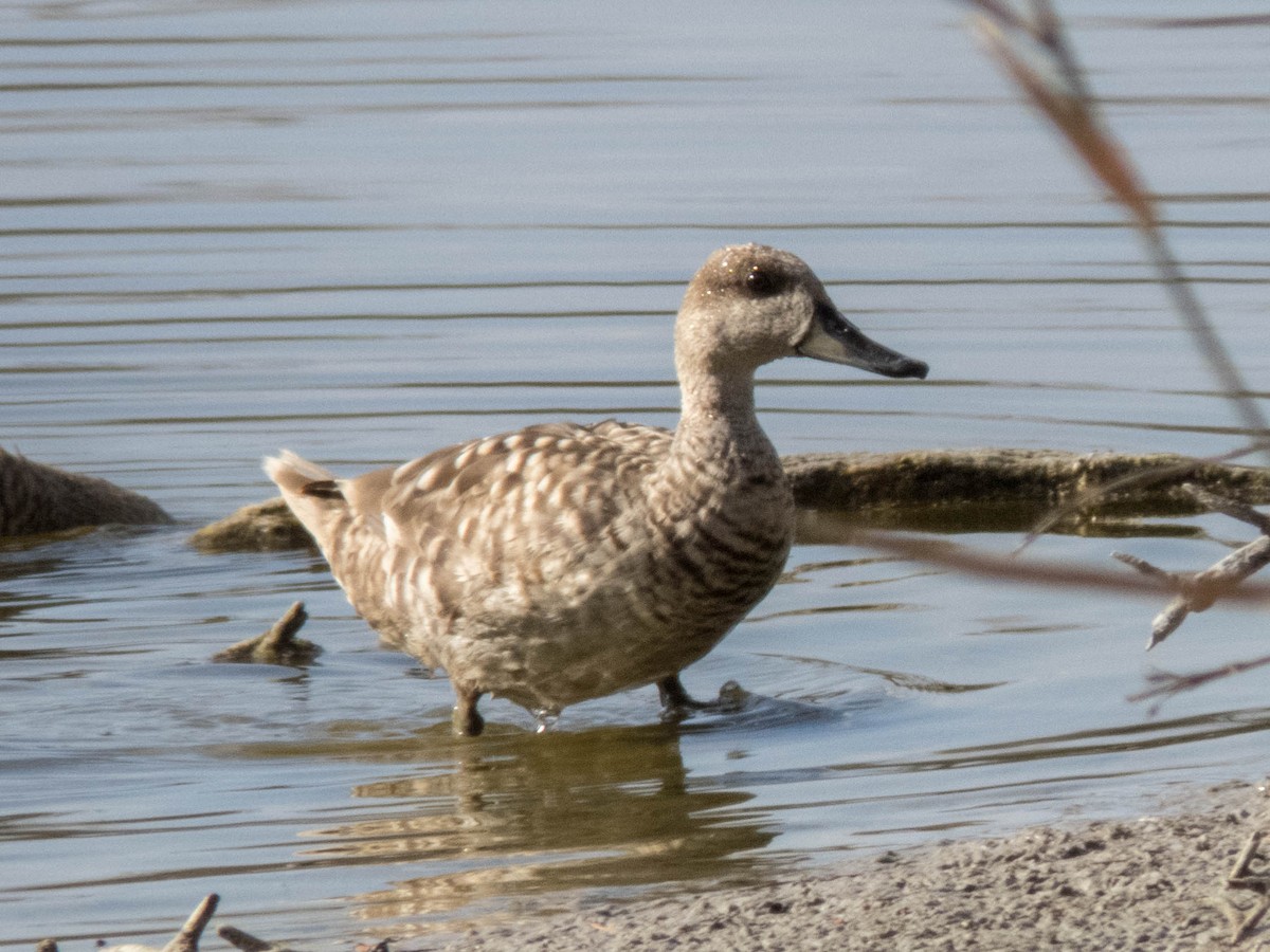 Marbled Duck - ML620886457