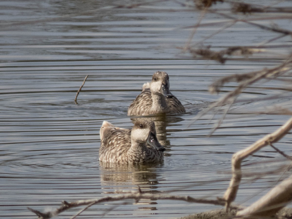 Marbled Duck - ML620886458