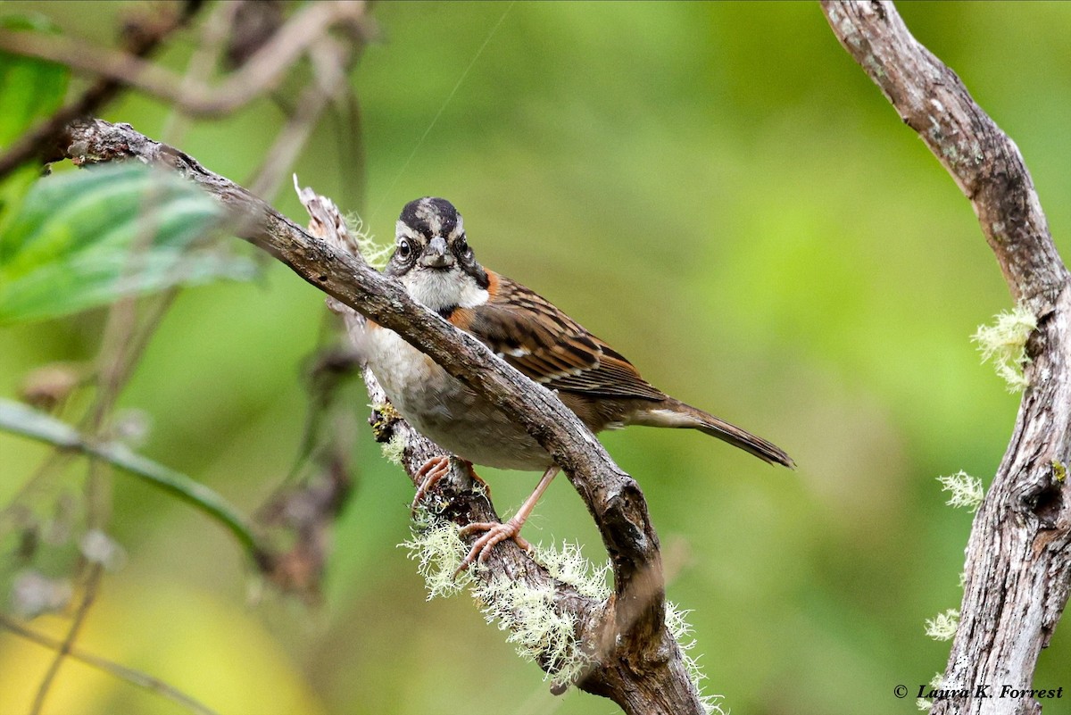 Rufous-collared Sparrow - ML620886462