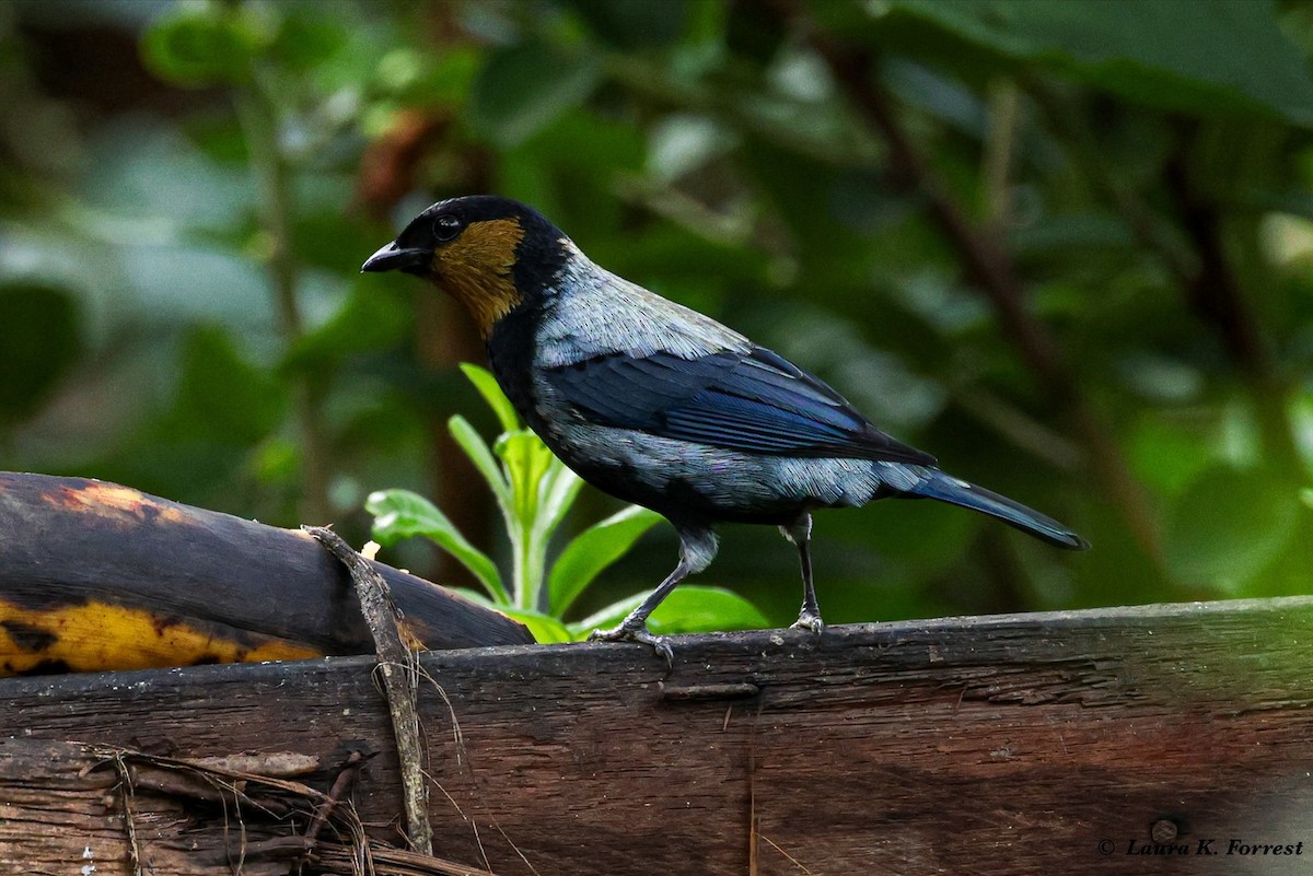 Silvery Tanager - Laura Forrest