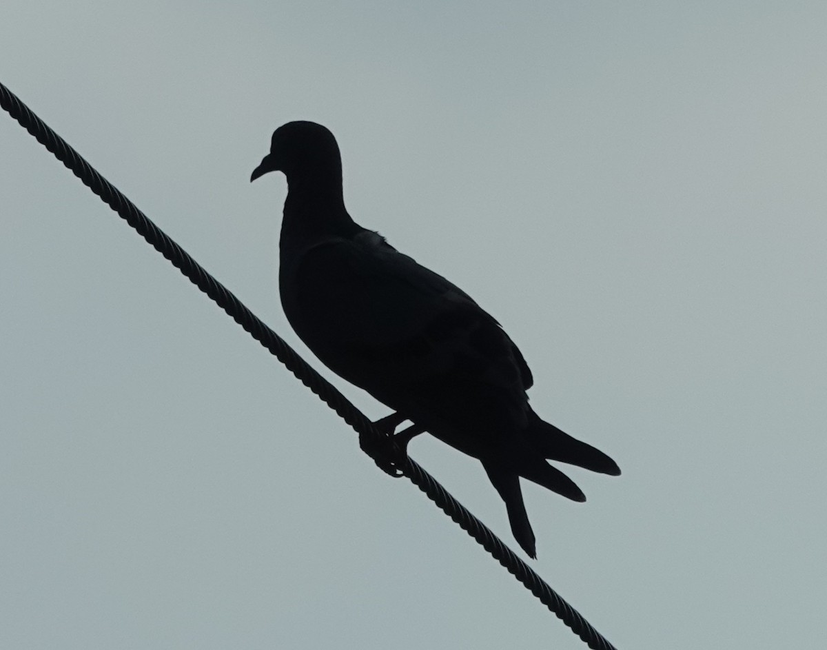 Rock Pigeon (Feral Pigeon) - ML620886478