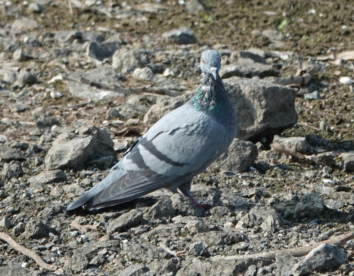 Rock Pigeon (Feral Pigeon) - ML620886480