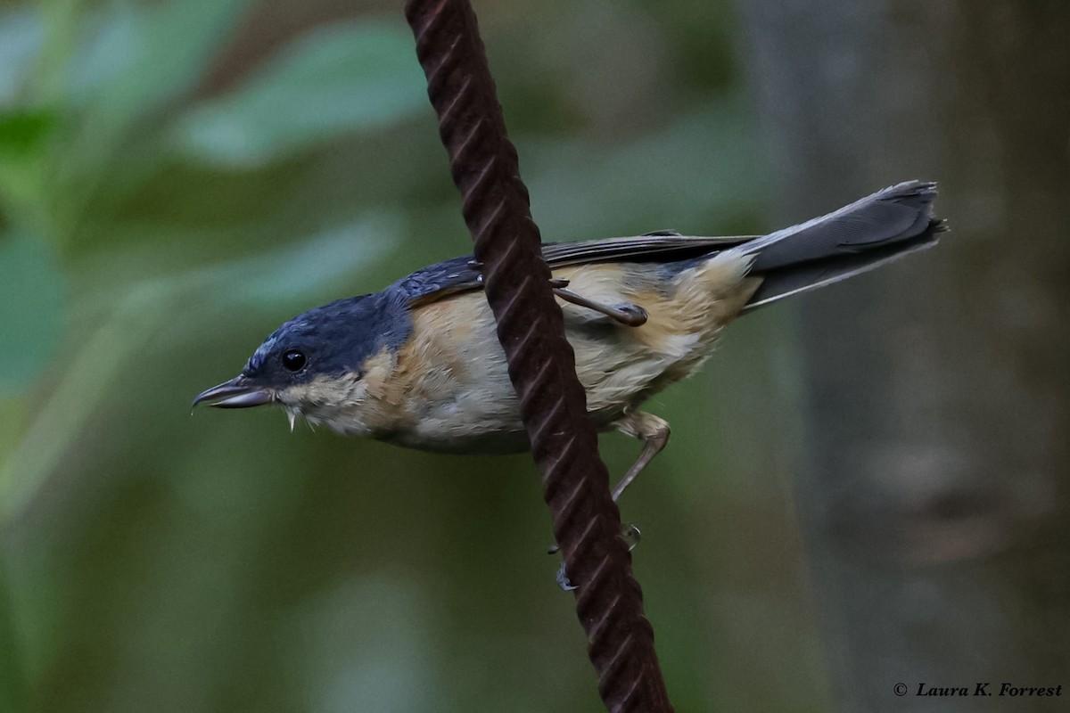 Rusty Flowerpiercer - ML620886487