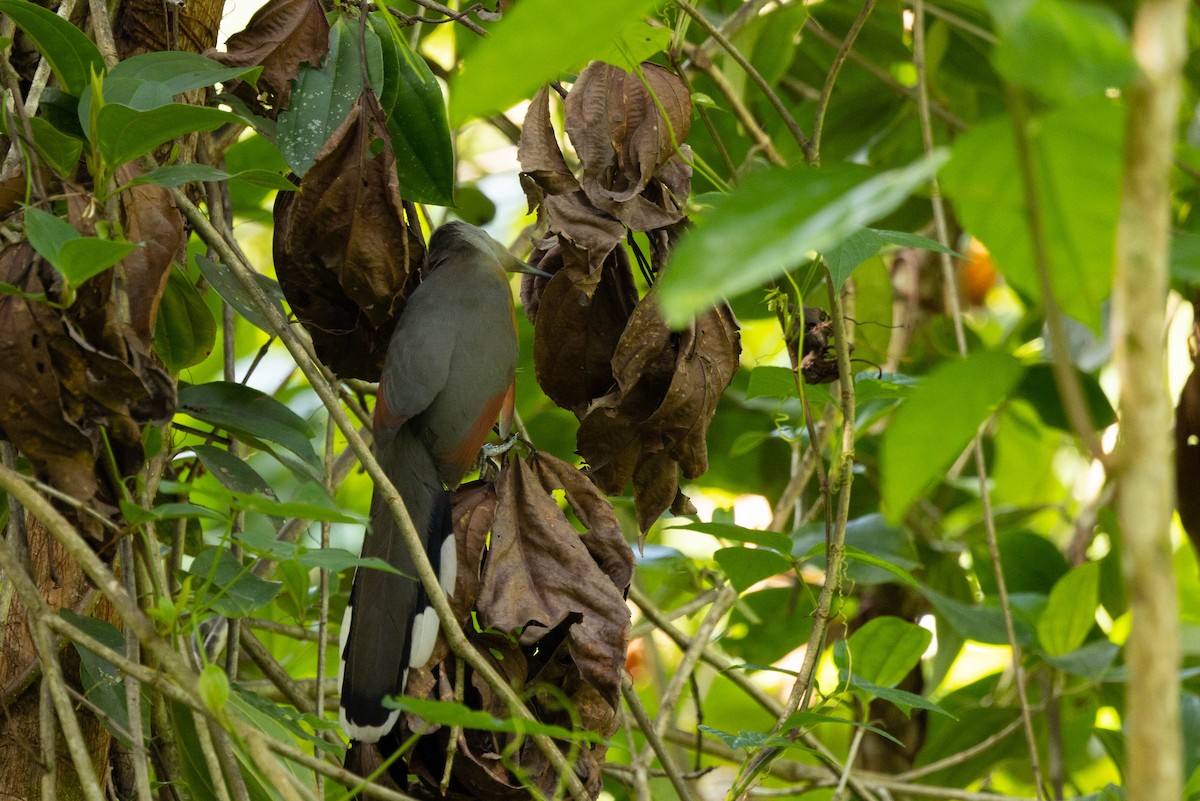 Jamaican Lizard-Cuckoo - ML620886489