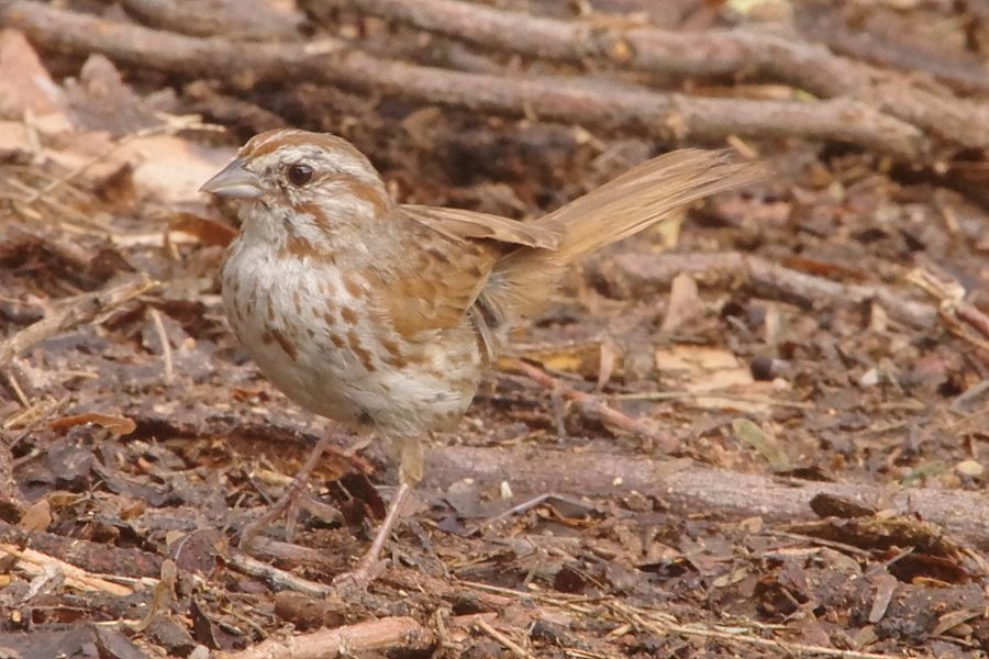 Song Sparrow - ML620886502