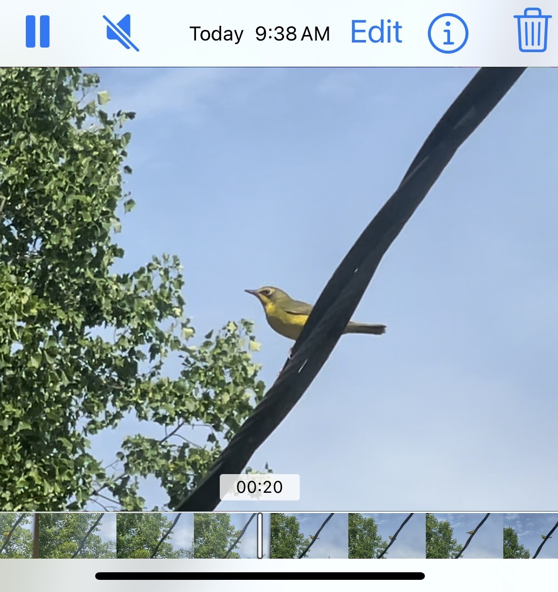 Kentucky Warbler - ML620886503