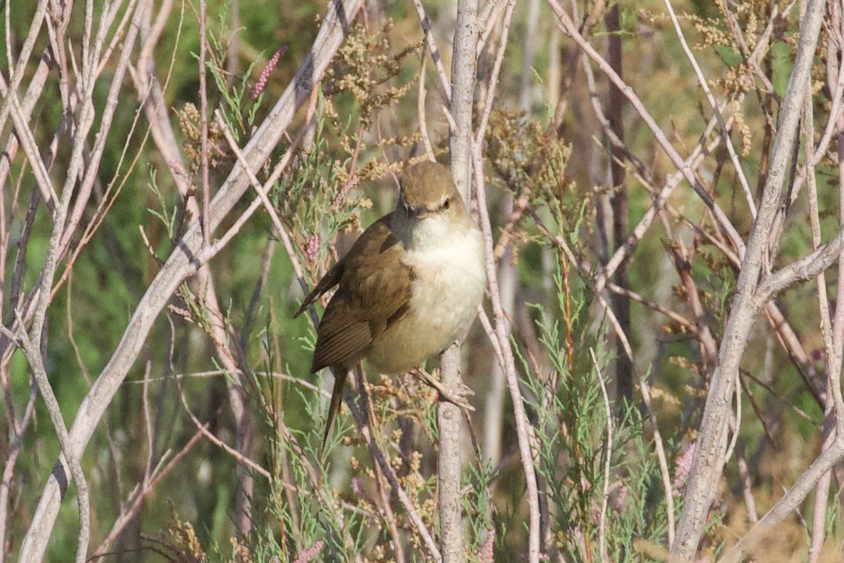 Clamorous Reed Warbler - ML620886504