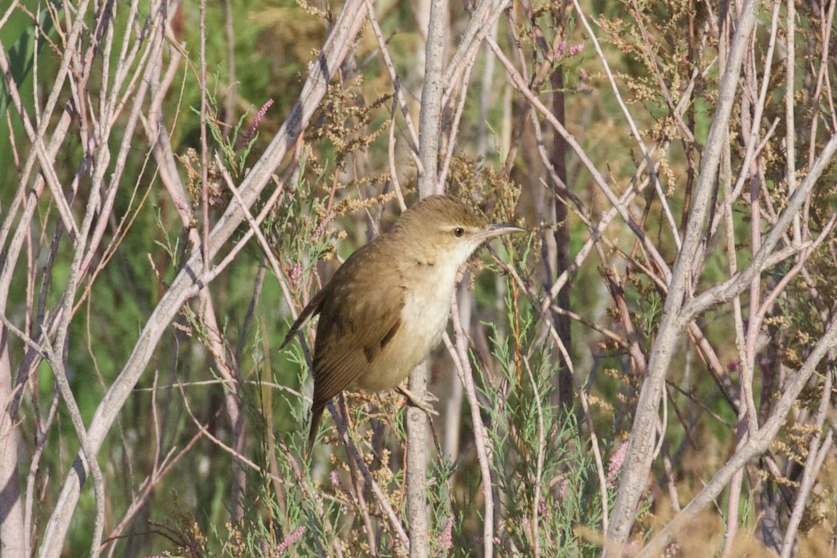 Clamorous Reed Warbler - ML620886505