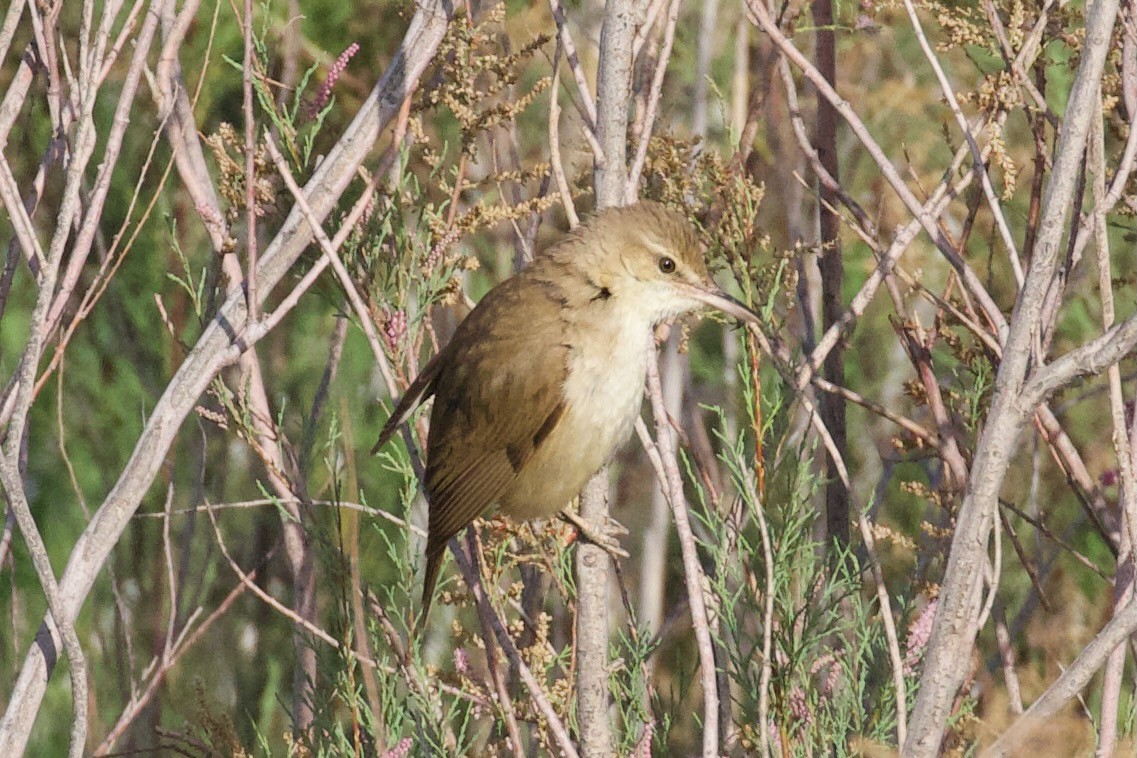 Clamorous Reed Warbler - ML620886506