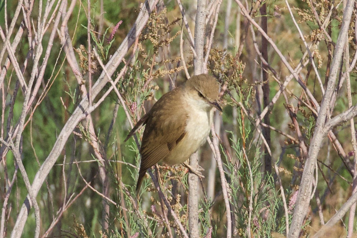 Clamorous Reed Warbler - ML620886507