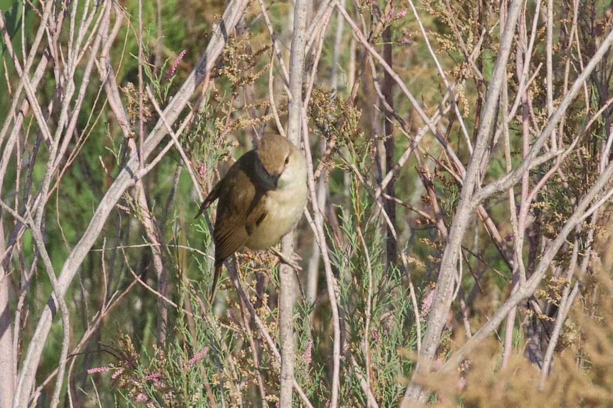 Clamorous Reed Warbler - ML620886508