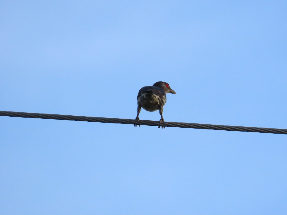 Asian Glossy Starling - ML620886513