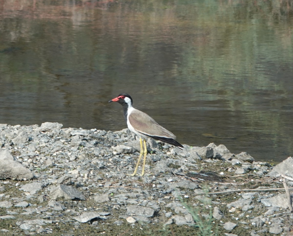 Red-wattled Lapwing - ML620886516