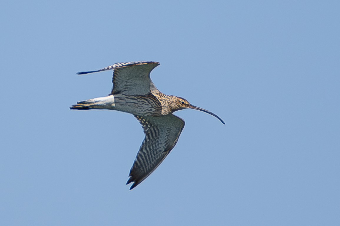 Eurasian Curlew - Yonatan Gordon