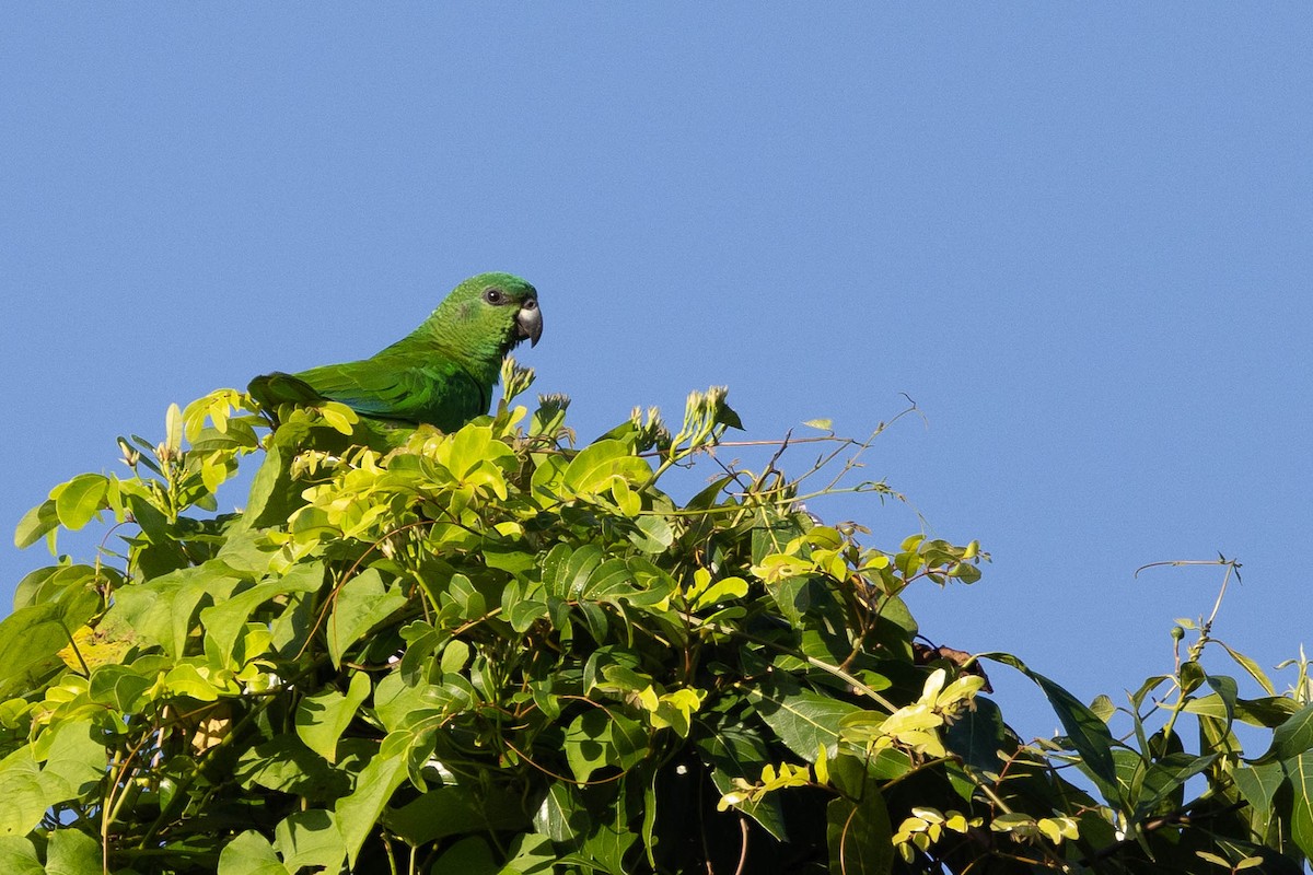 Black-billed Parrot - Doug Gochfeld