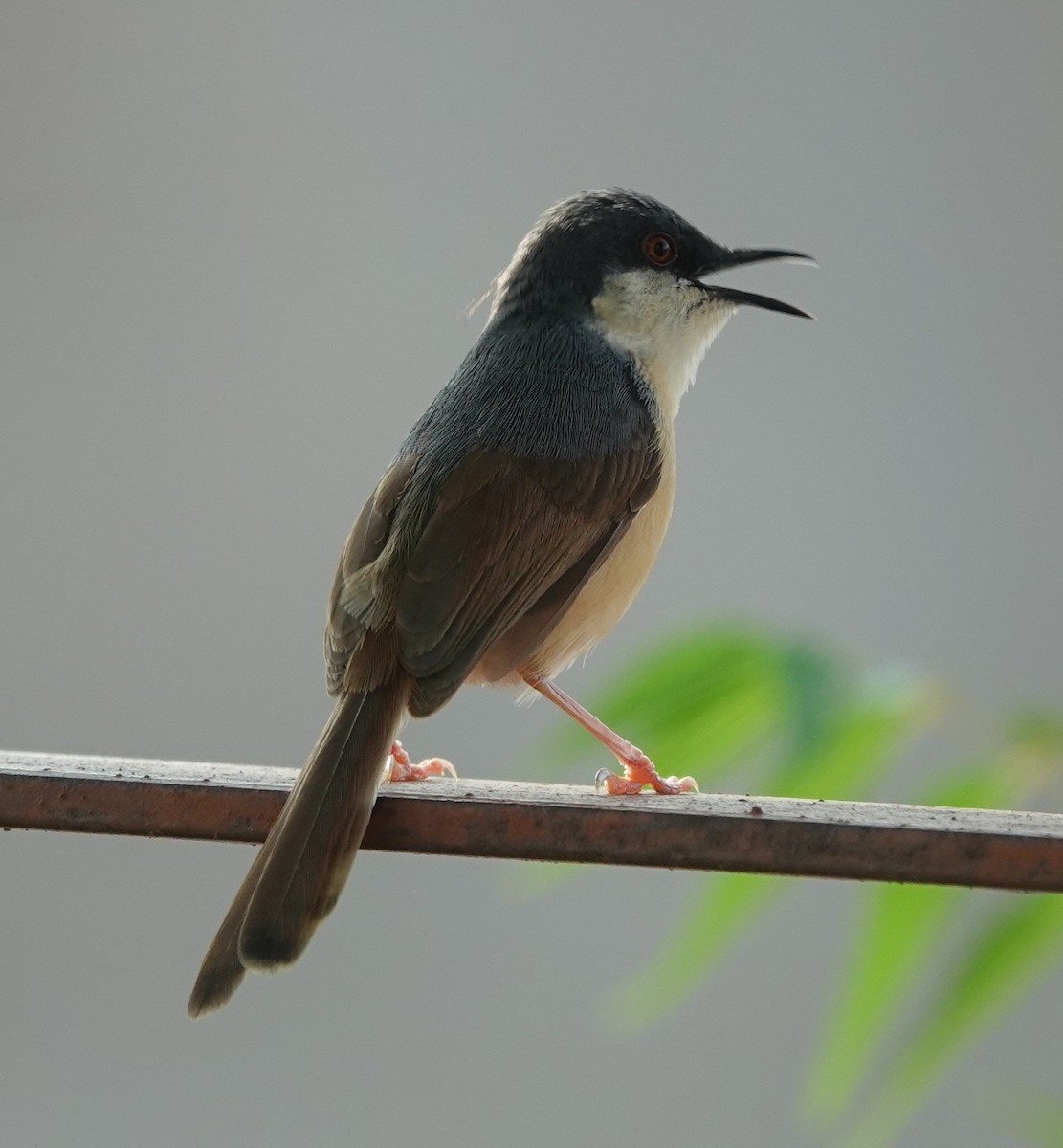 Prinia Cenicienta - ML620886534