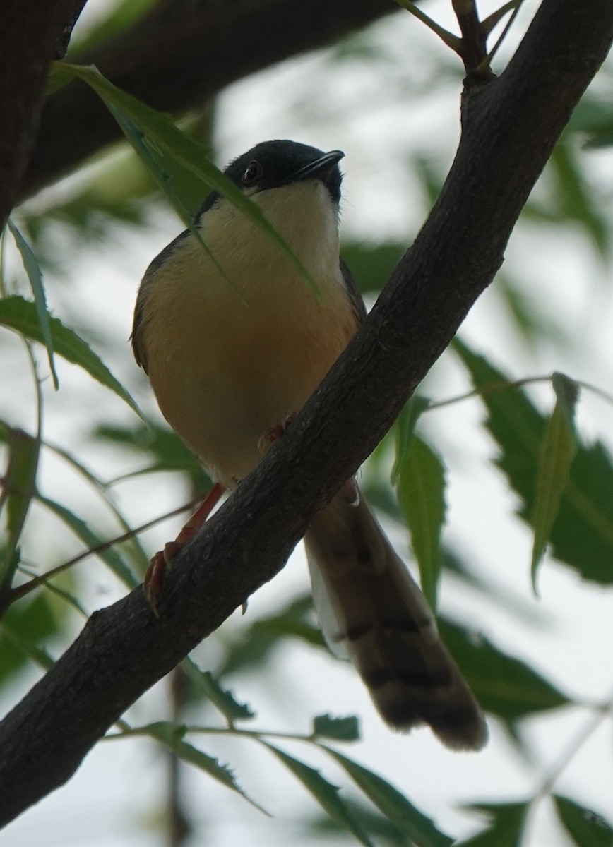 Prinia cendrée - ML620886536