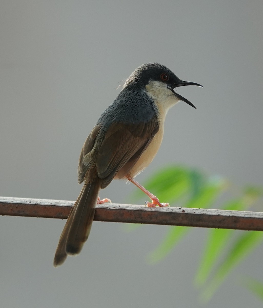 Prinia cendrée - ML620886537