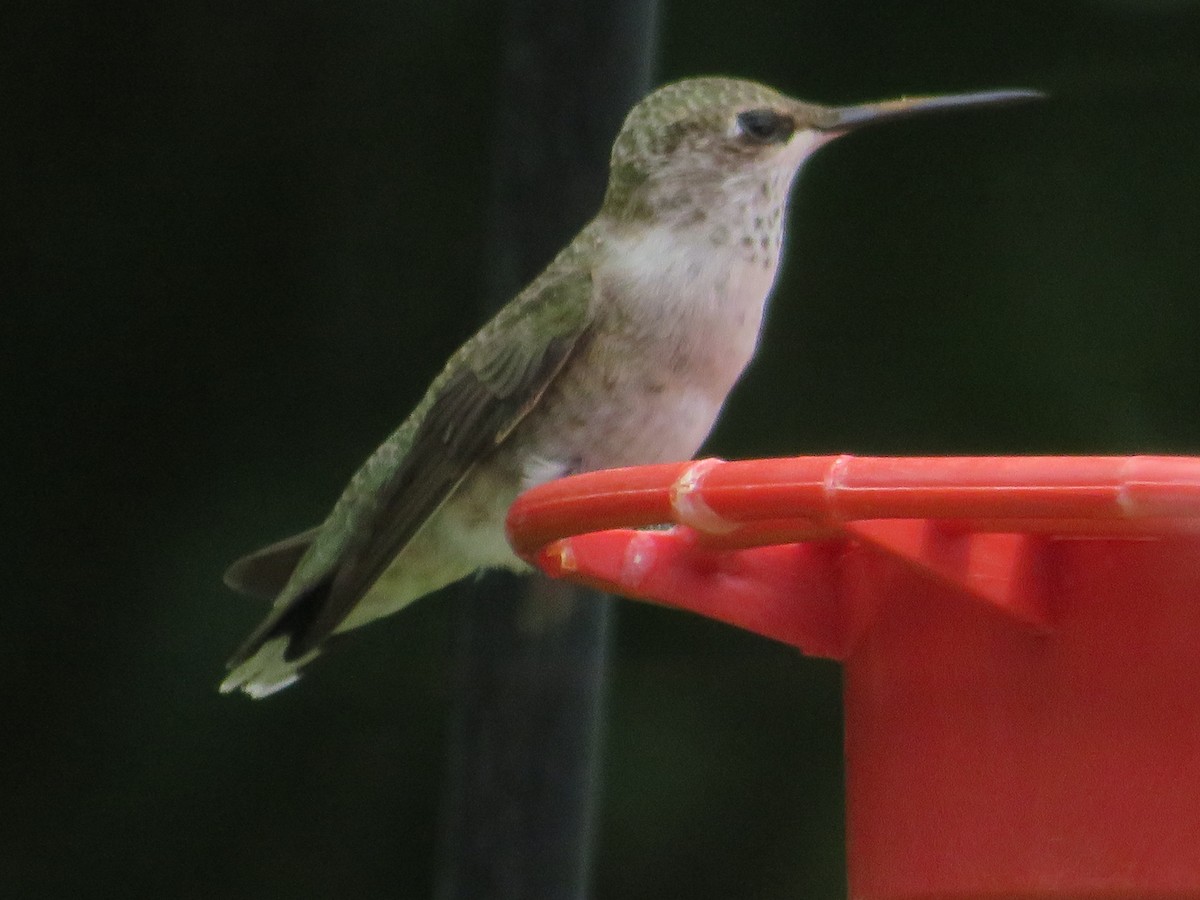 Black-chinned Hummingbird - ML620886541