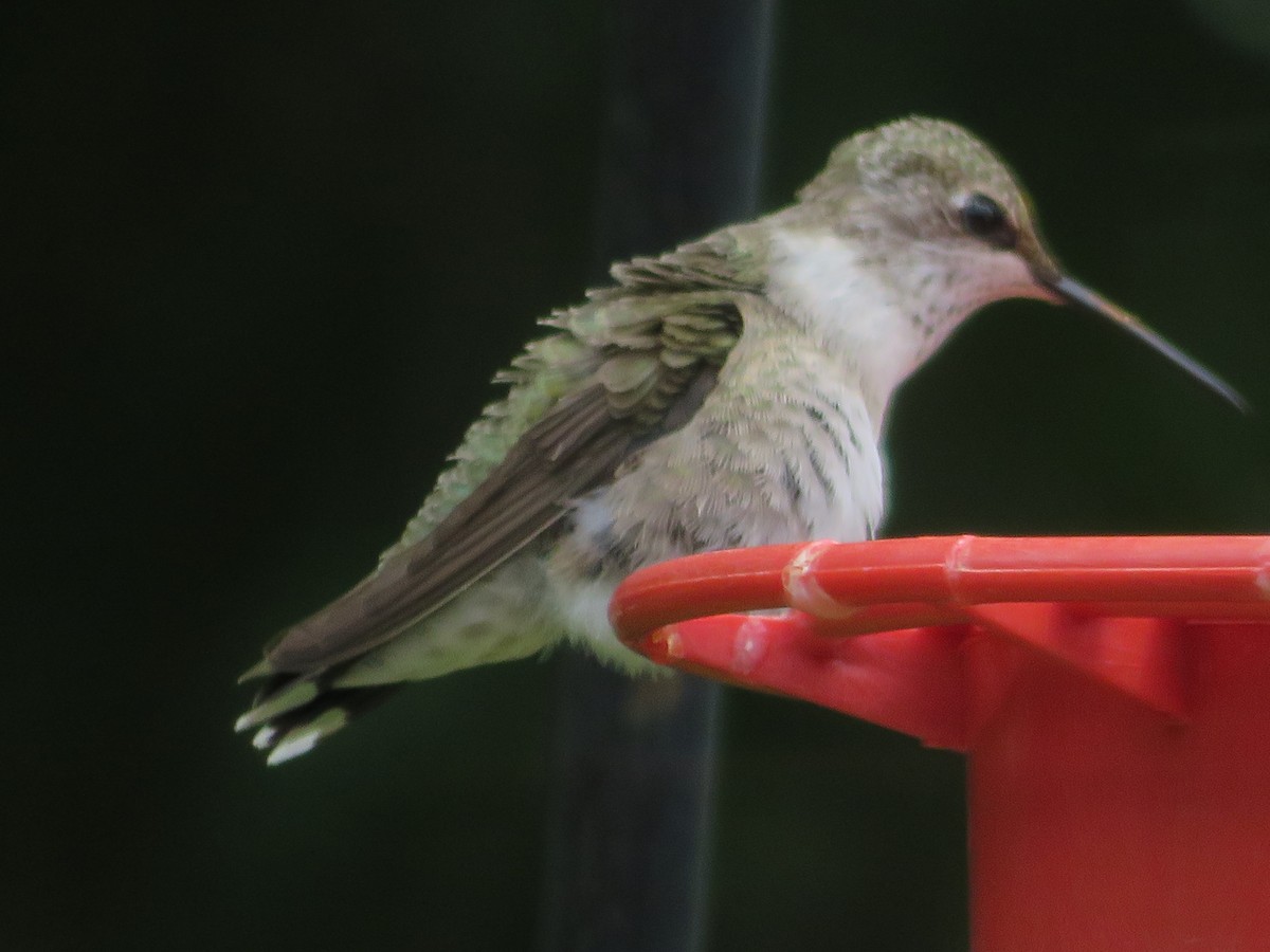 Colibri à gorge noire - ML620886543