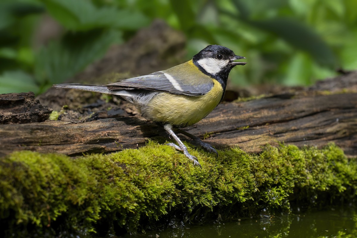 Mésange charbonnière - ML620886548