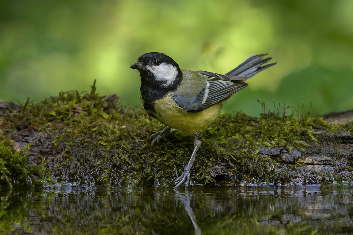 Mésange charbonnière - ML620886549