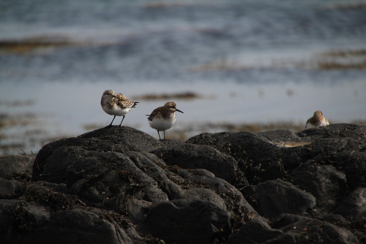 Bécasseau sanderling - ML620886551