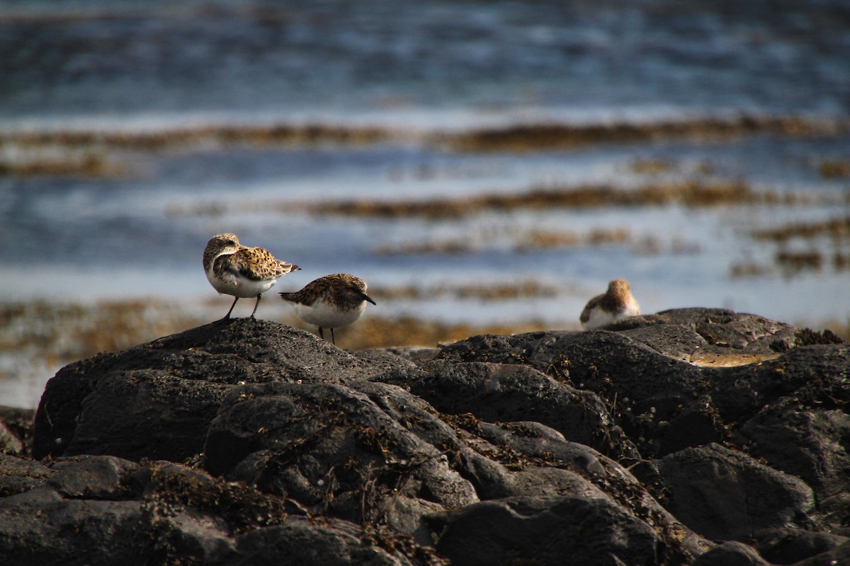 Bécasseau sanderling - ML620886552