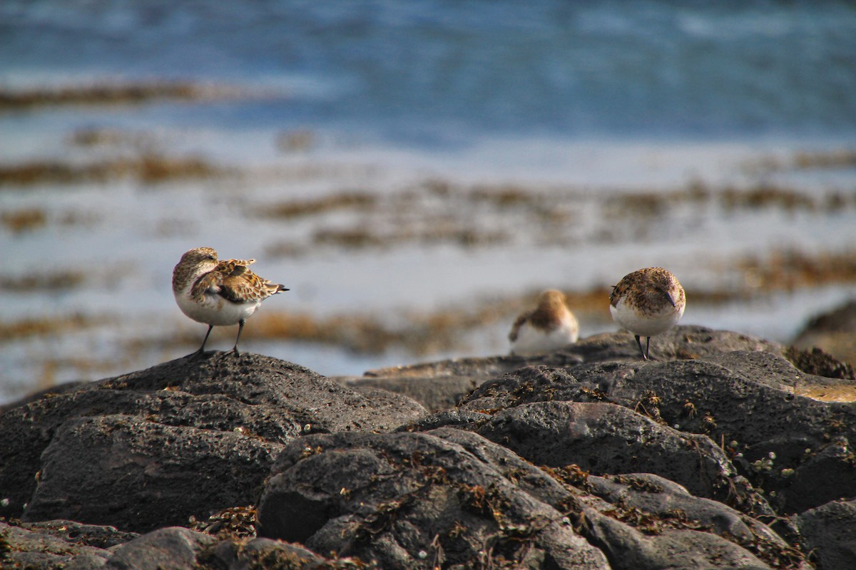 Bécasseau sanderling - ML620886553