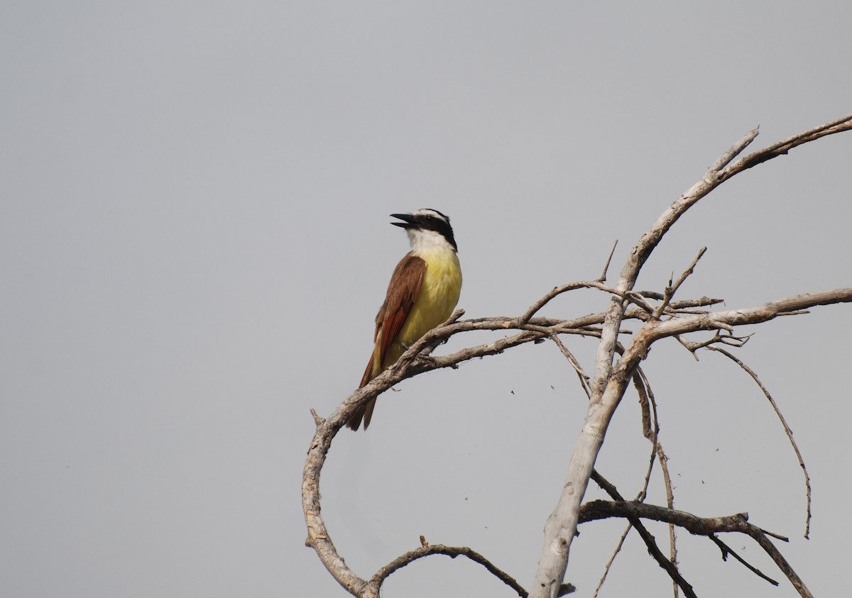 Great Kiskadee - ML620886559