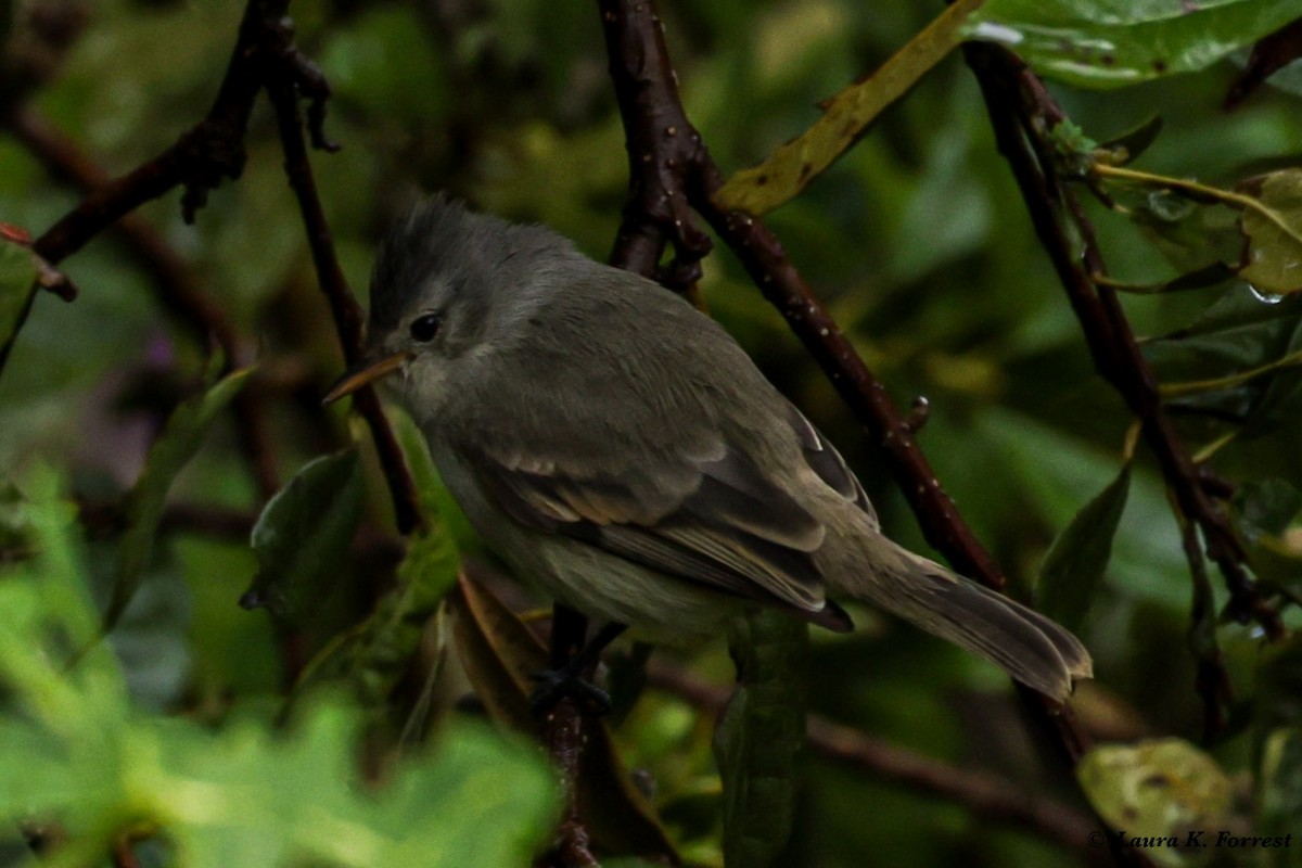 Southern Beardless-Tyrannulet - Laura Forrest