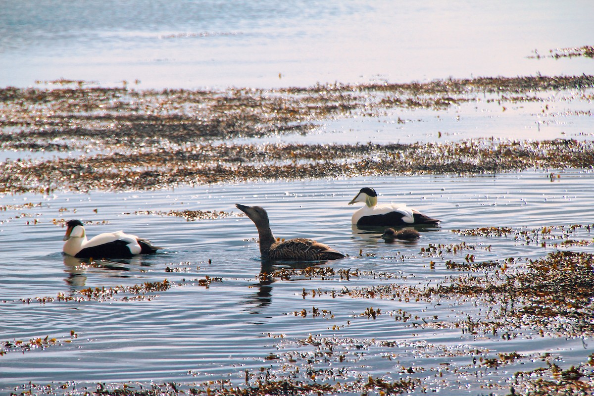 Common Eider - ML620886562