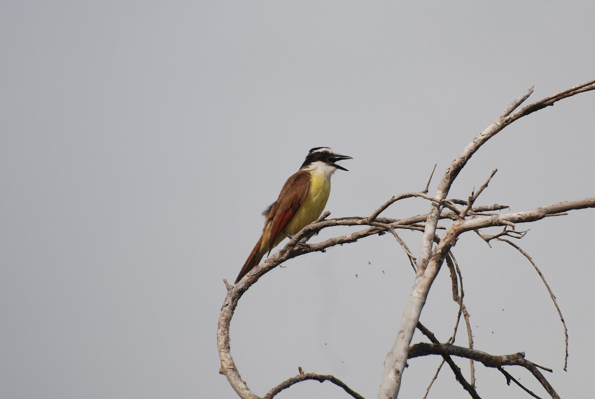 Great Kiskadee - ML620886564