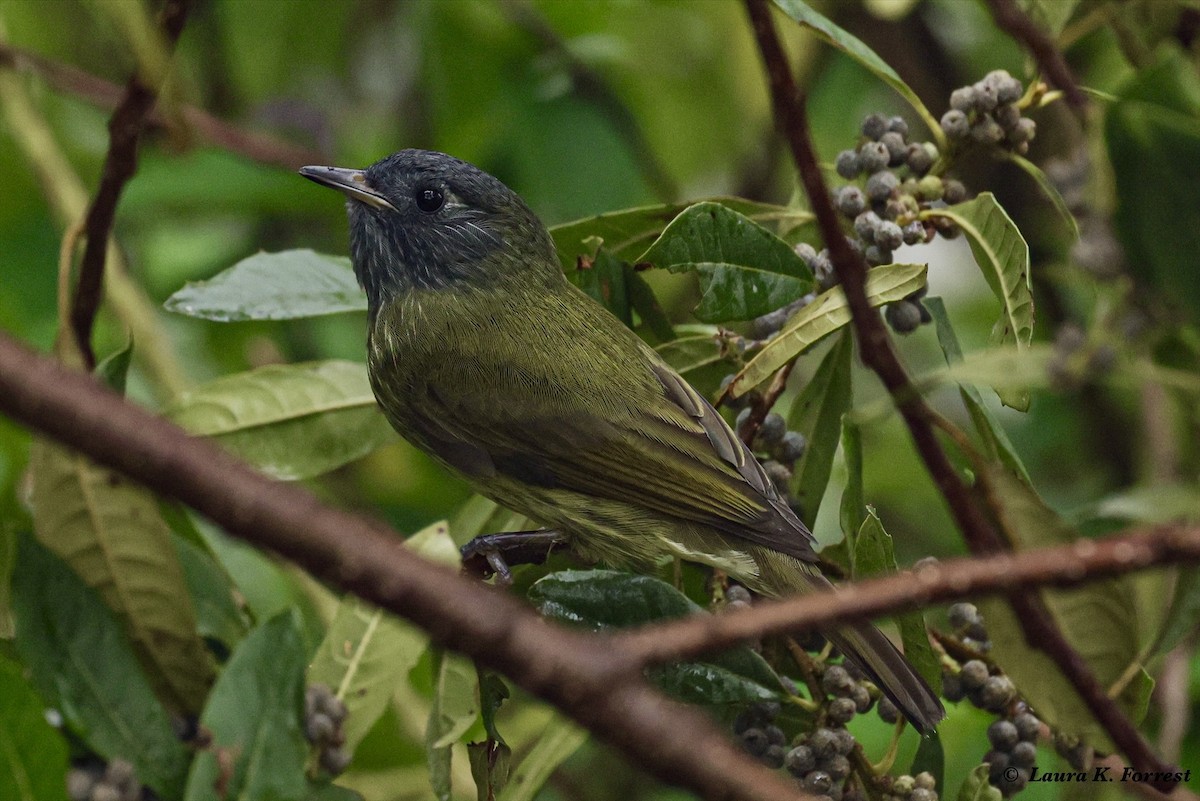 Mosquero Gorjiestriado - ML620886566