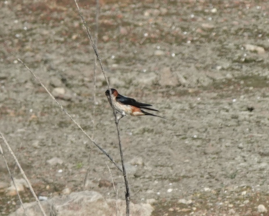 Red-rumped Swallow - ML620886567