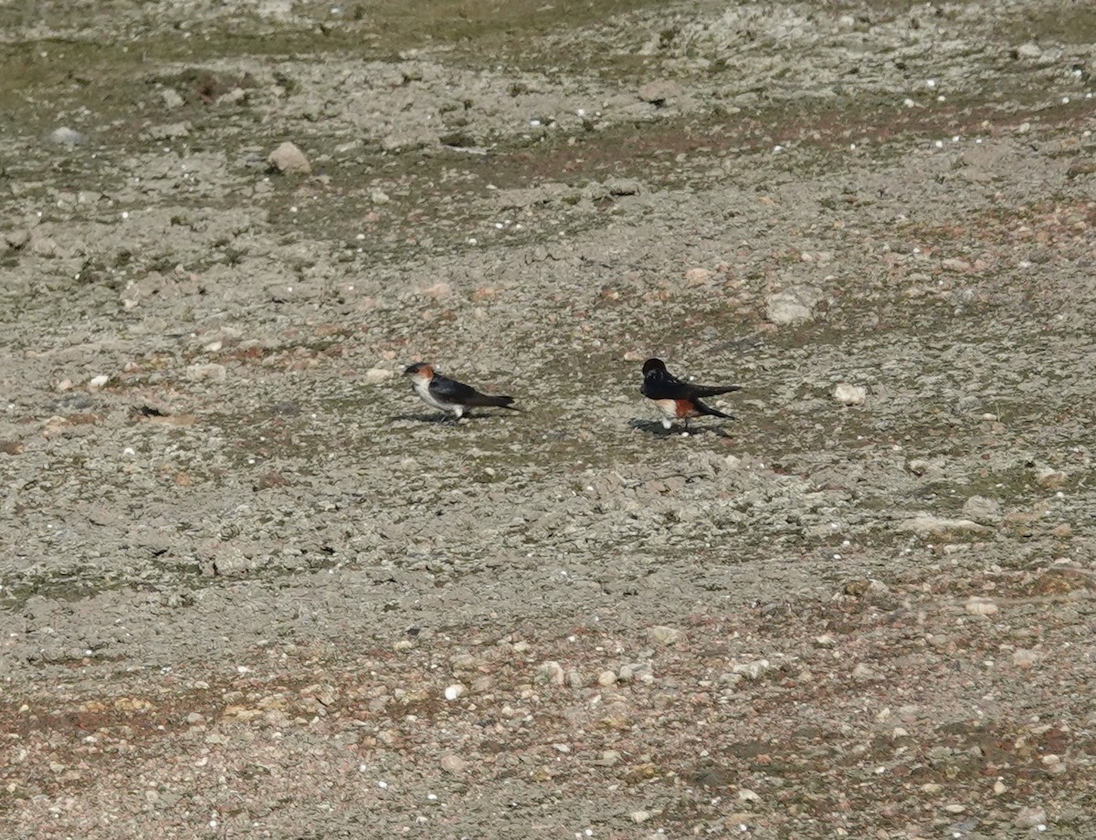 Red-rumped Swallow - ML620886568