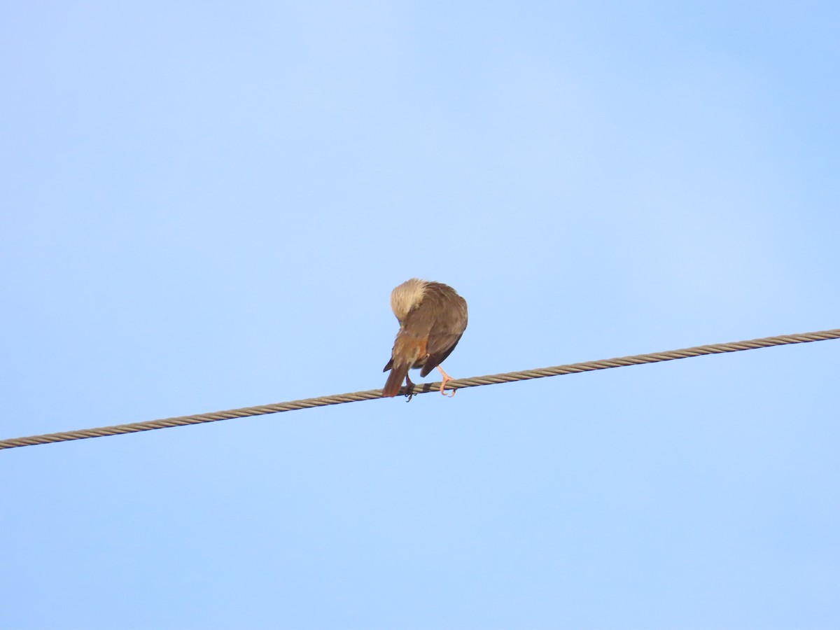 Chestnut-tailed Starling - ML620886583