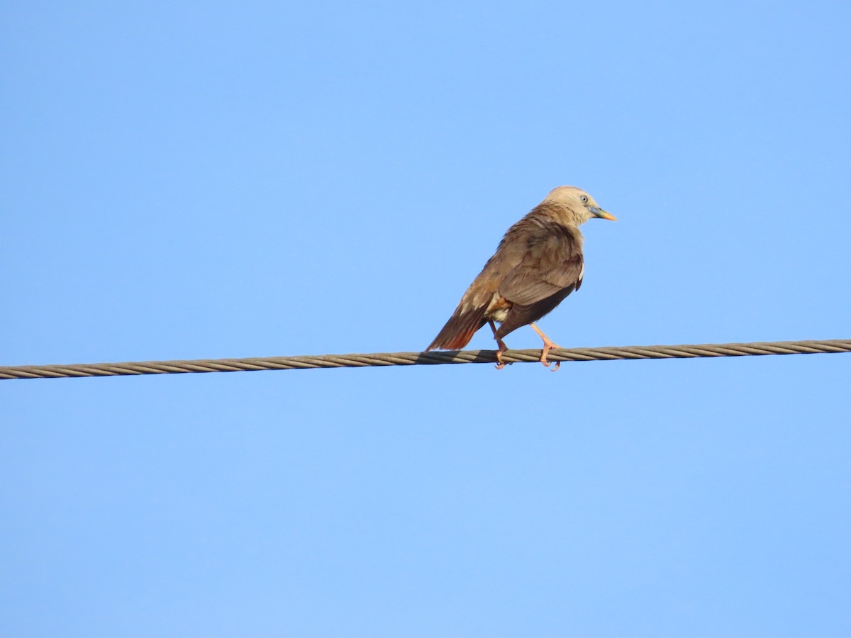 Chestnut-tailed Starling - ML620886587