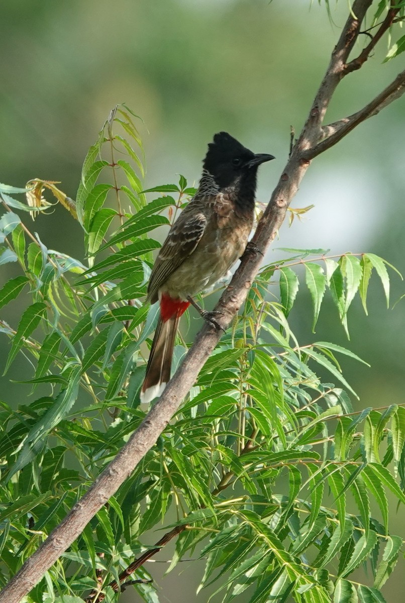 Red-vented Bulbul - ML620886588