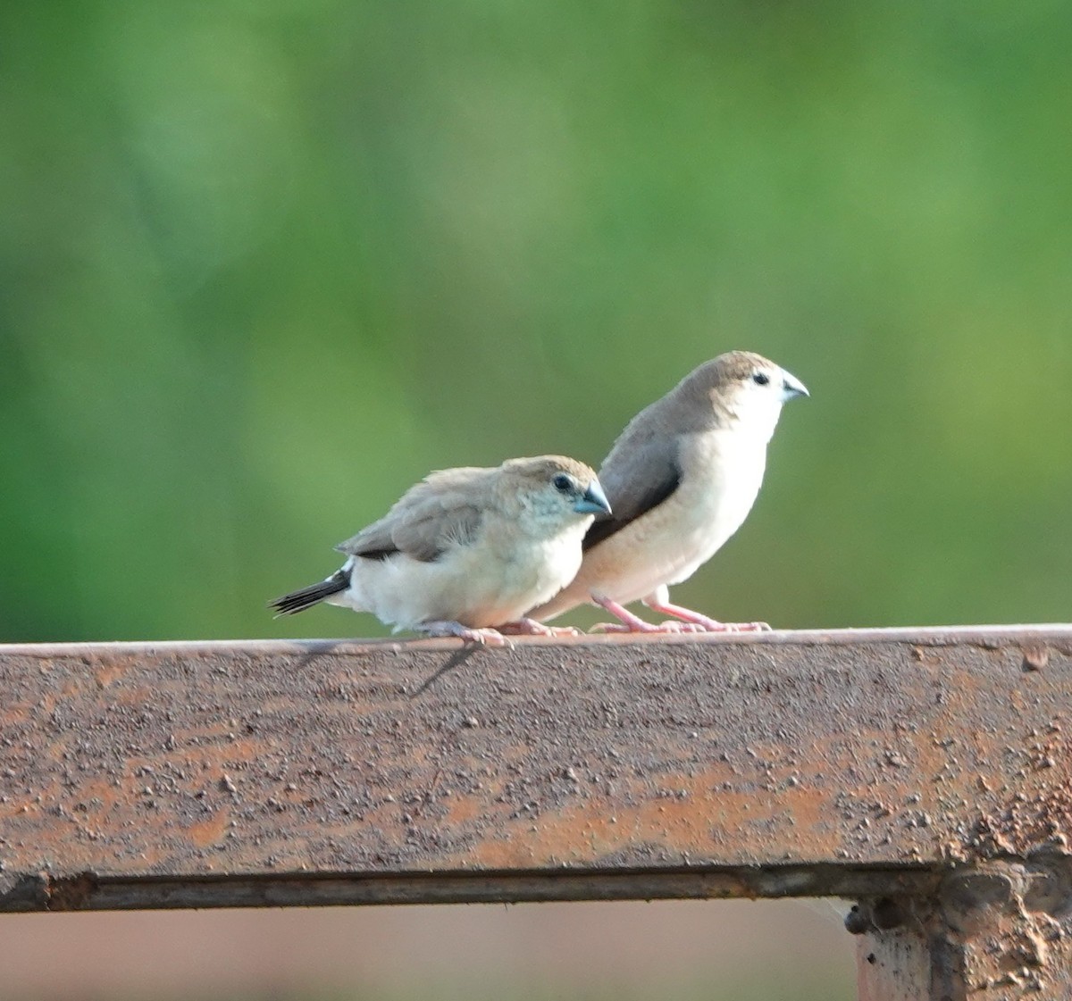 Indian Silverbill - ML620886597