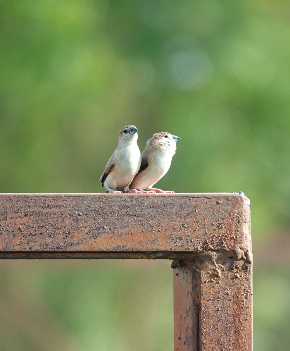 Indian Silverbill - ML620886598