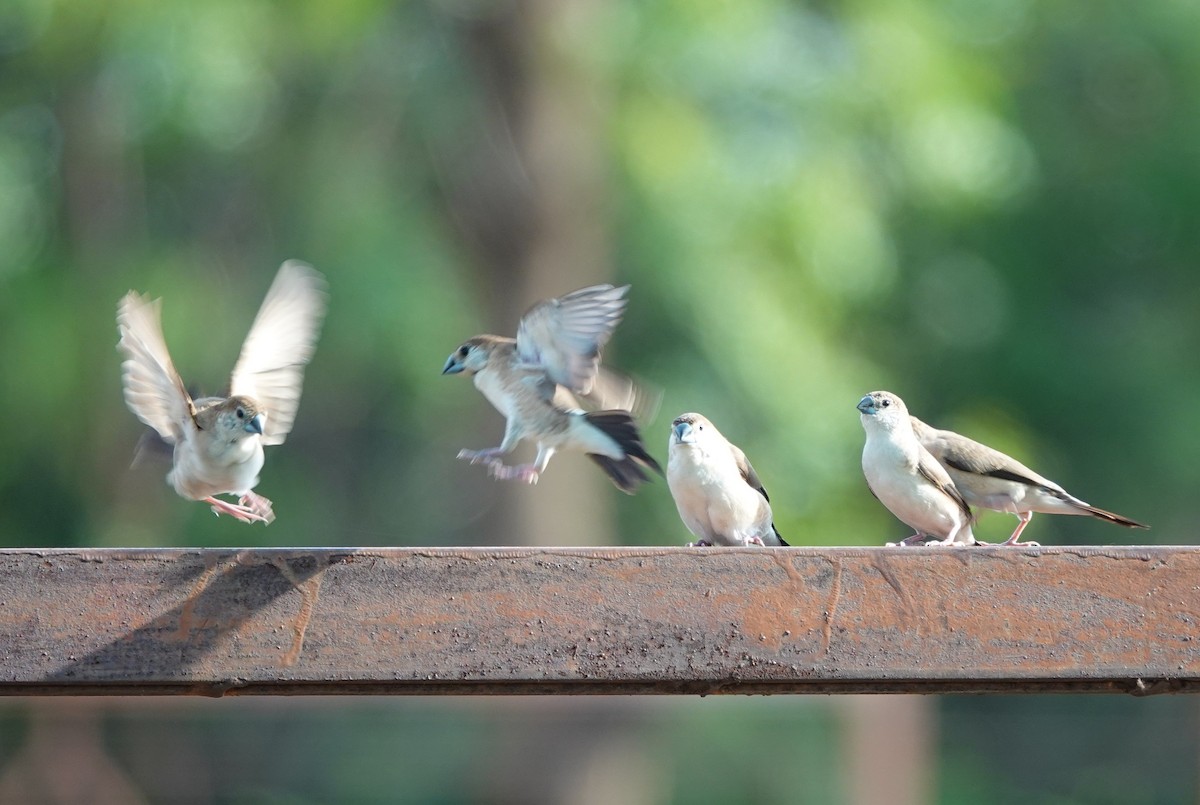 Indian Silverbill - ML620886599