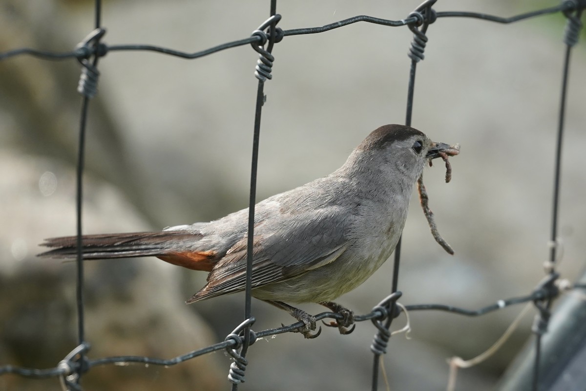 Gray Catbird - ML620886601