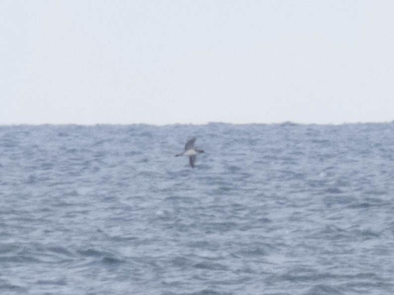 Cory's Shearwater - ML620886606