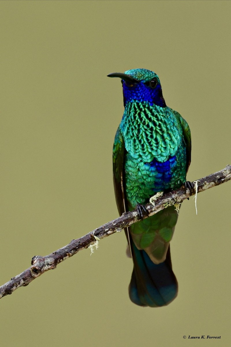 kolibřík modrolící - ML620886612