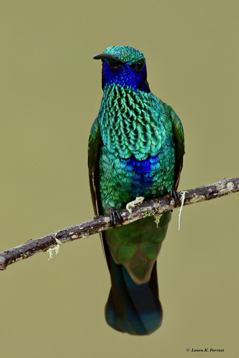 kolibřík modrolící - ML620886613