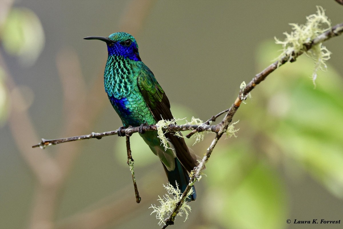 kolibřík modrolící - ML620886614