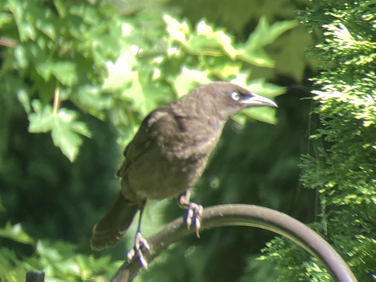 Common Grackle - ML620886615